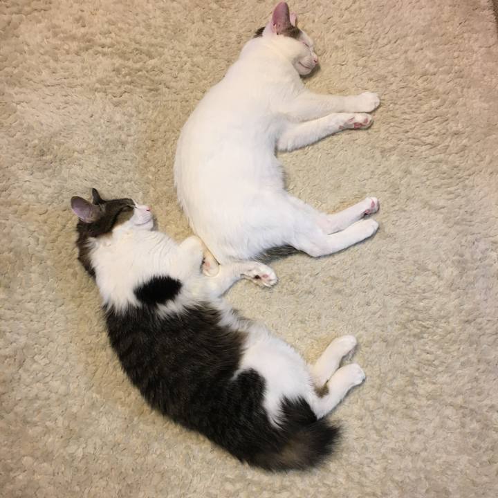 6a9d6a7d 3af6 4f0b b941 b2fce2bdc8aa