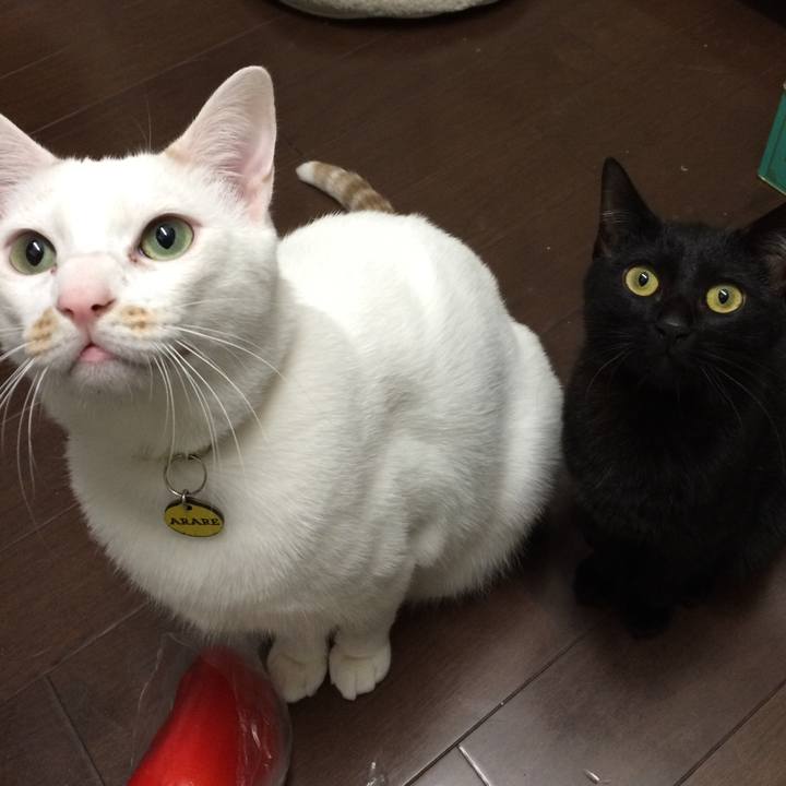 6a9ed317 c0b7 4c89 98c5 b282005151e4