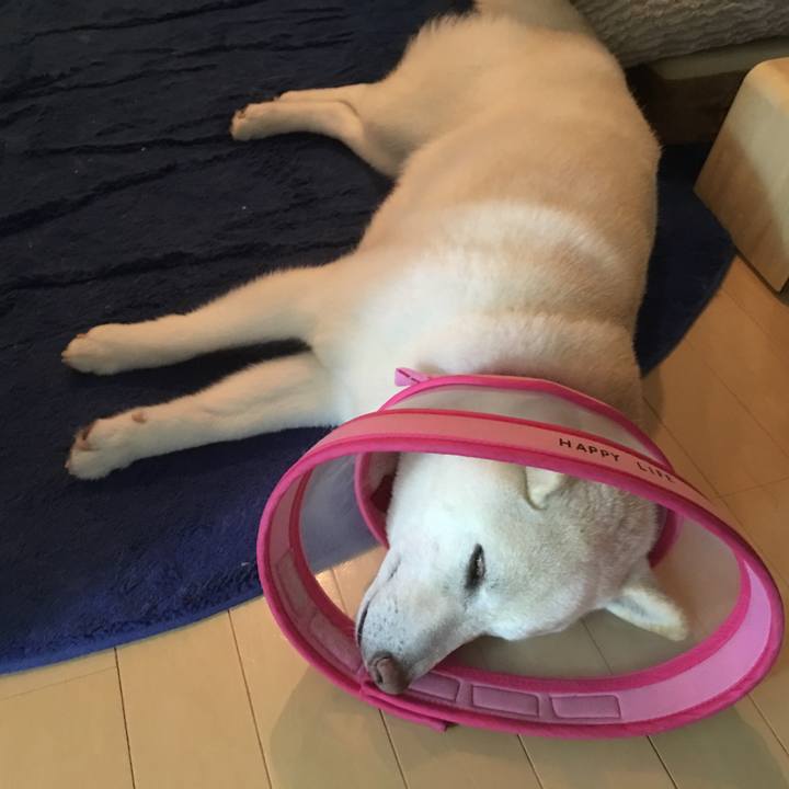 6aa1d5c0 33bf 4223 9c3f 48c49e43d59e