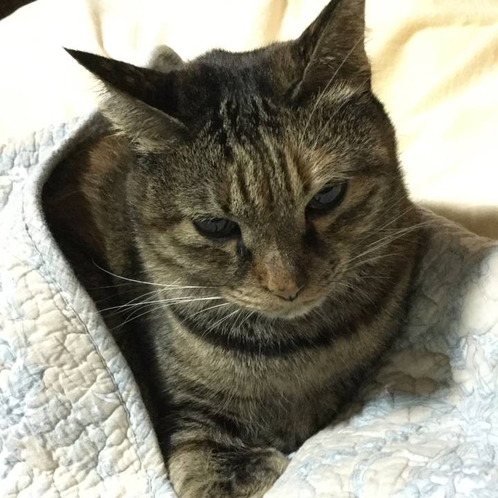 6aa2de4f 4f1c 4da5 a937 0fe68db9a82b