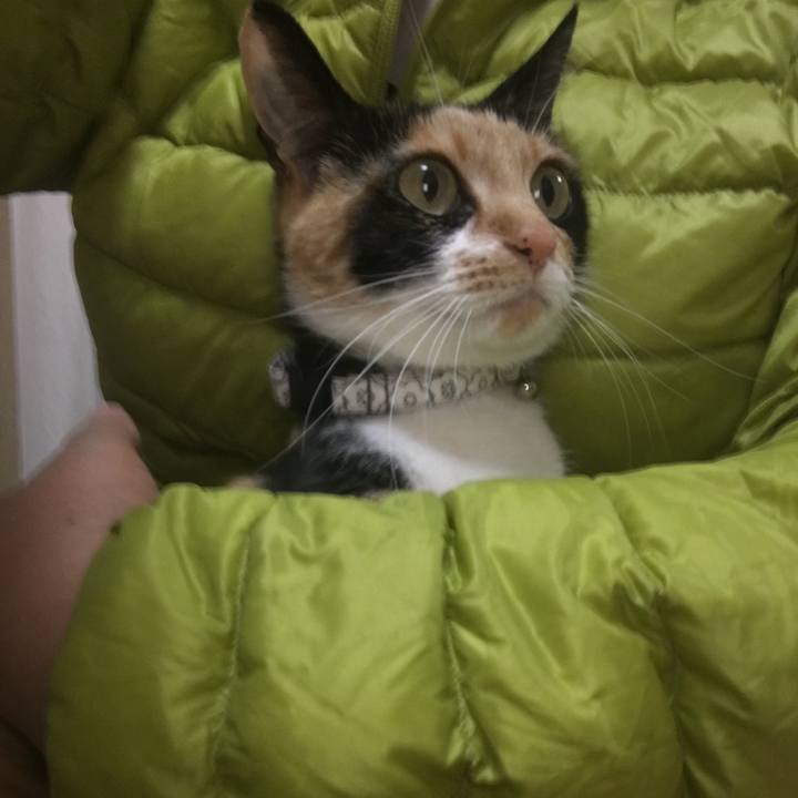 6aafc85c 0b77 422c a5c0 274753897591