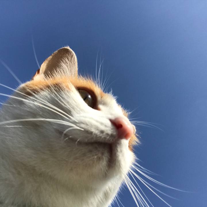 6ab4653f 533e 4d1f 9544 9c58a228353e