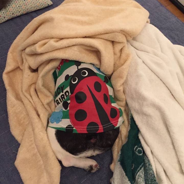 6ab6d350 a4e1 4c69 842a fdb6ddd267ba