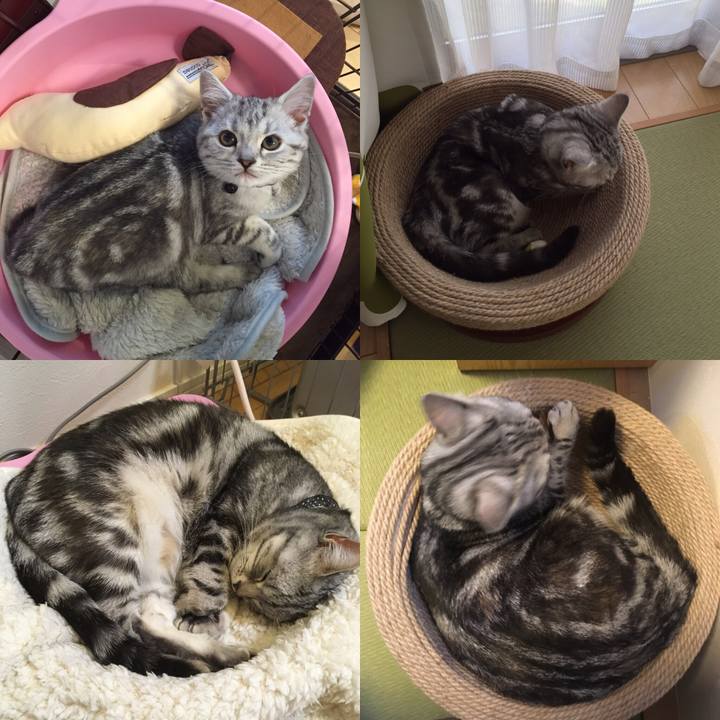 6ac480ec ac69 4158 806e 1b8efe1256bb