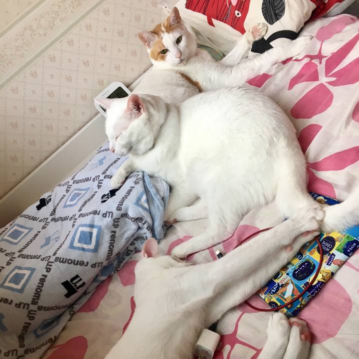 6ac61f0d a084 4151 a8ab 7820ea384a20