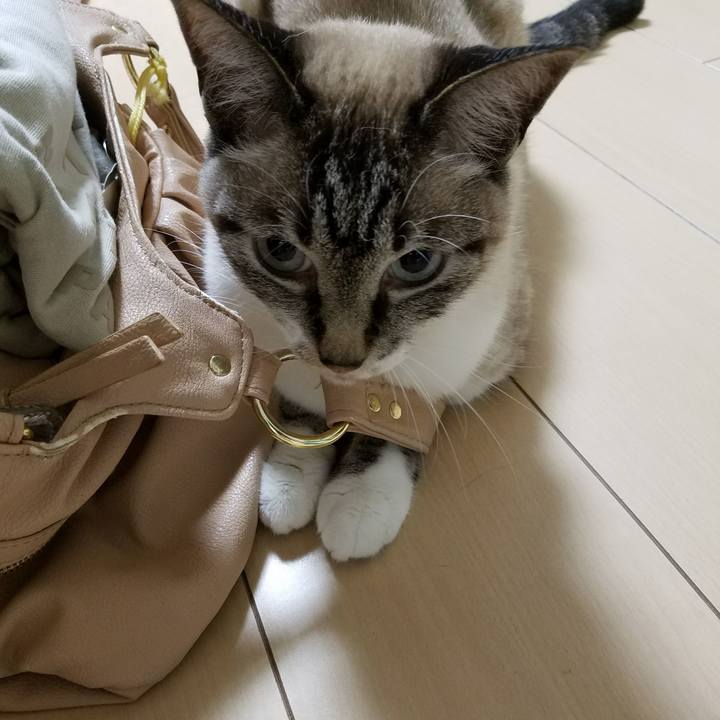 6aca9061 ea87 472a bc2f 7a8eaa85ccaa