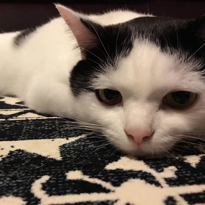 6ad4b11b d86c 4445 89da 0ee21f43b285