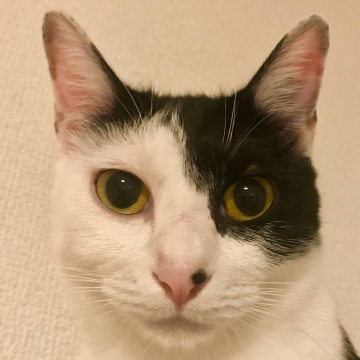 6ae17bef 683c 4d1e 9512 518542807833