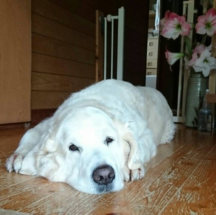 6af0a068 ff4b 4c9e 90dc dfbe163889cb