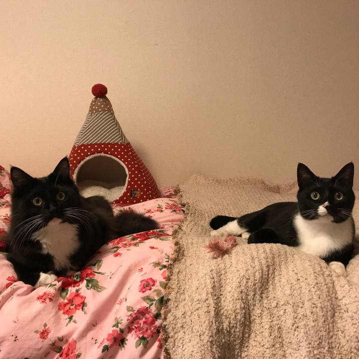 6afc1428 24da 499a 9f13 0e793a33863c