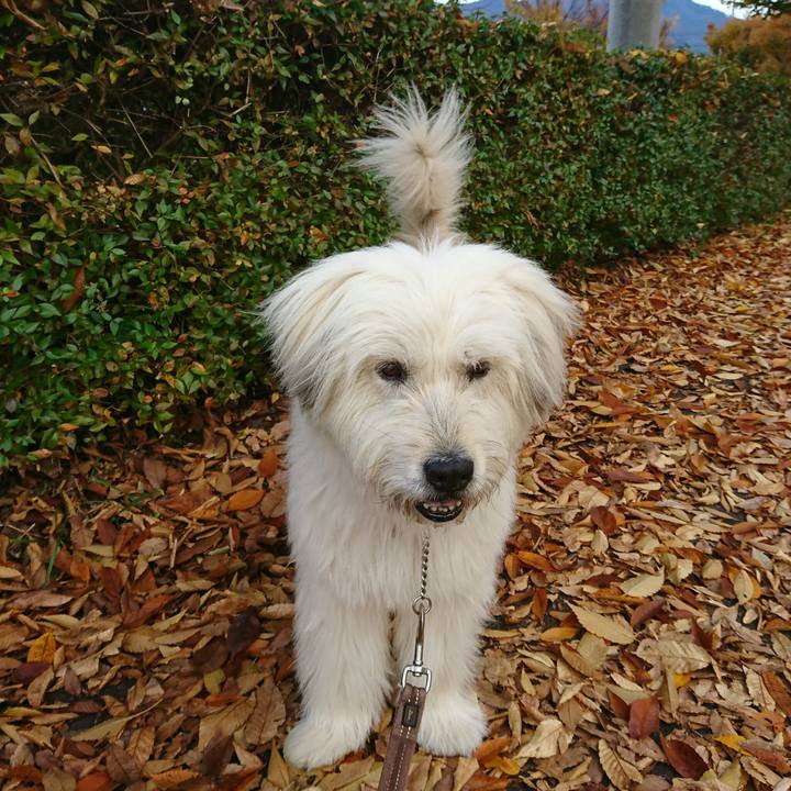 6afe2f0d 5183 4660 89f2 73f57edd6b8e