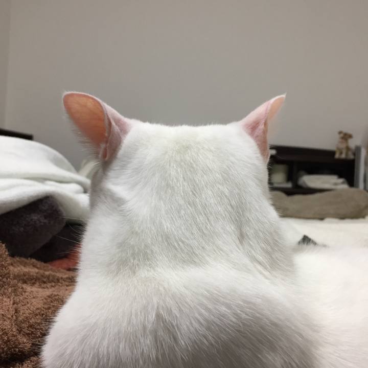 6aff6ee2 6af3 47c7 8b5b acc830d1691b