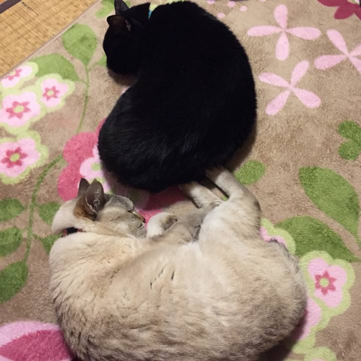 6b0917c3 e8dc 4e12 a32f 1b6009e08f69