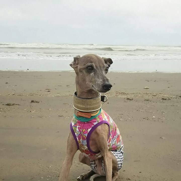 6b3a5547 c0f3 479e a72b 6043c2766716