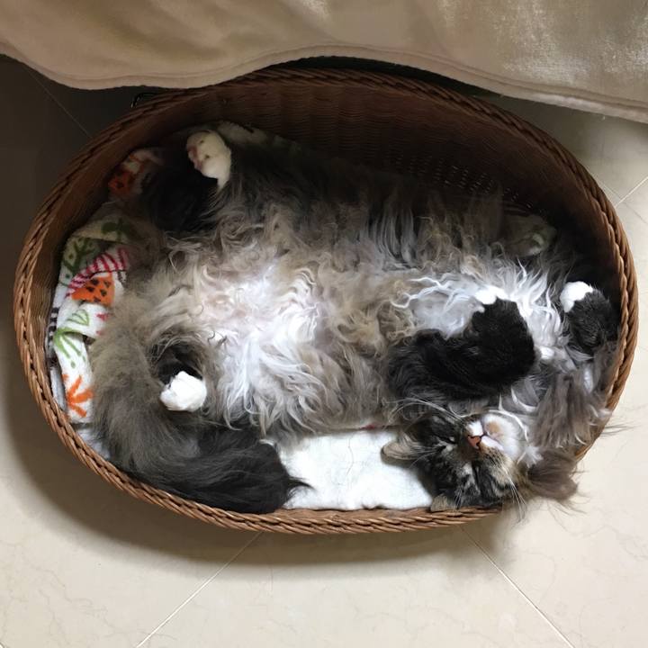 6b3c5b2e 6c59 4ecd 9e8b 91ee74eade63