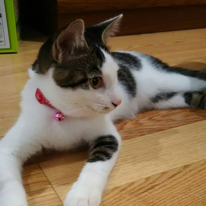 6b40446d 9751 4309 b51f bcf6d6a295e2