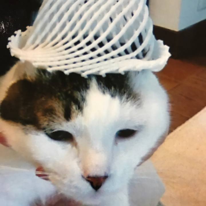 6b46fe8c 68fa 424d bd03 0cfff0780ca7