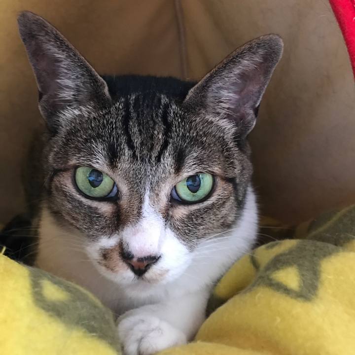 6b4d8a83 513d 470c b551 27bd7658a234