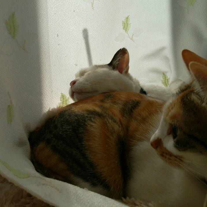 6b61ed7b 31df 4cc7 acd3 bf4db2d951f6