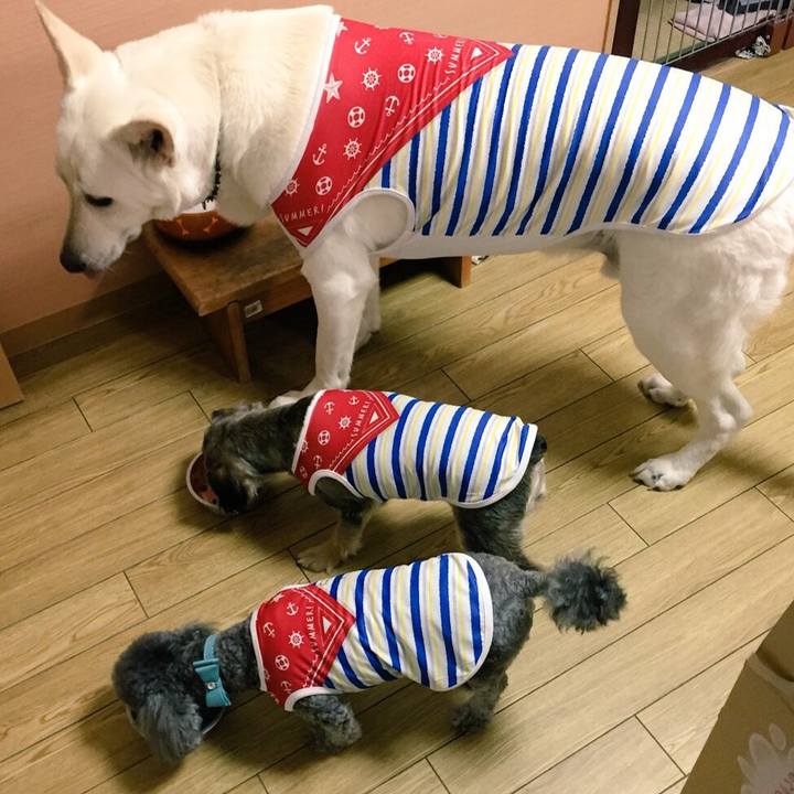 6b6a61ab ab55 407a ae0e 0f79191e49b4