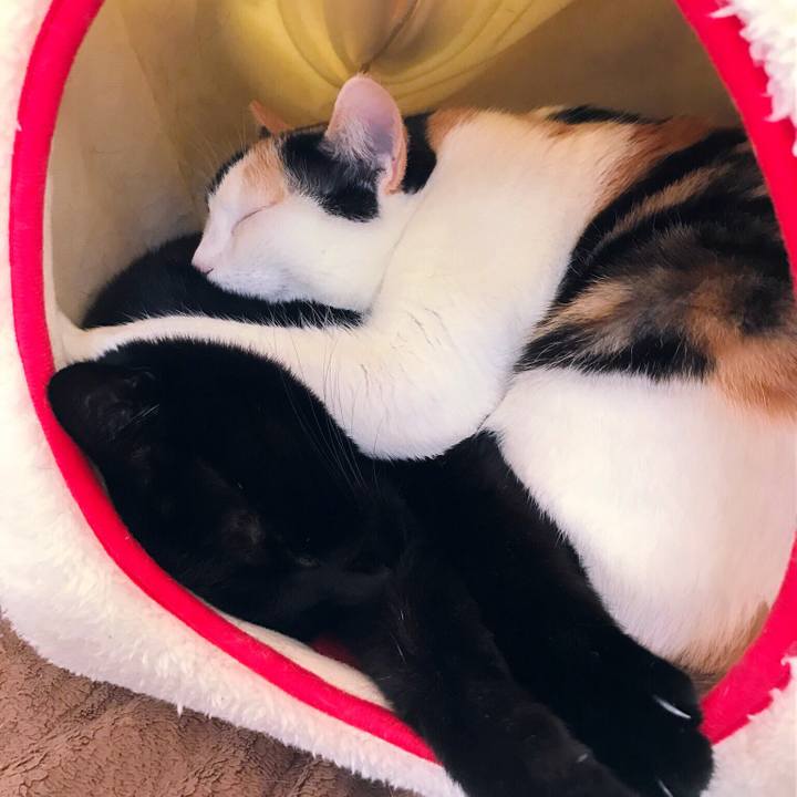 6b6f6e83 db05 472b 96bf 8d621cc5a4a7