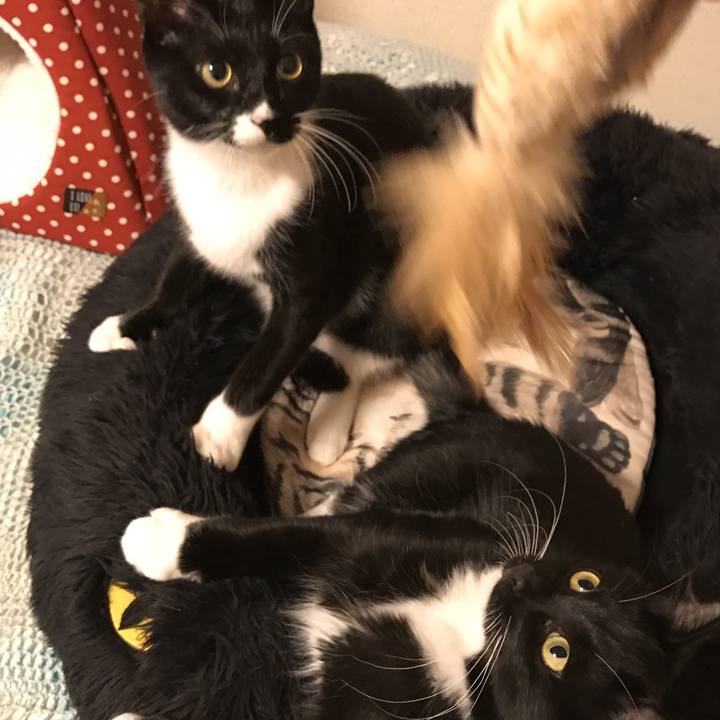 6b85edae 8698 4038 a5dd 74643b4fa119