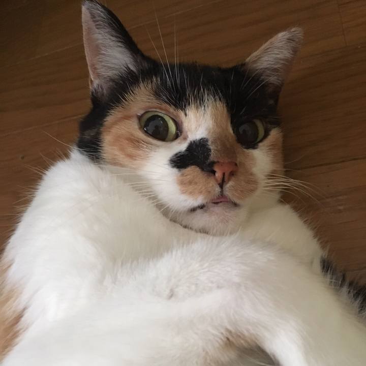 6b87ae5e 5785 429c 914d 39b0f0e77d41