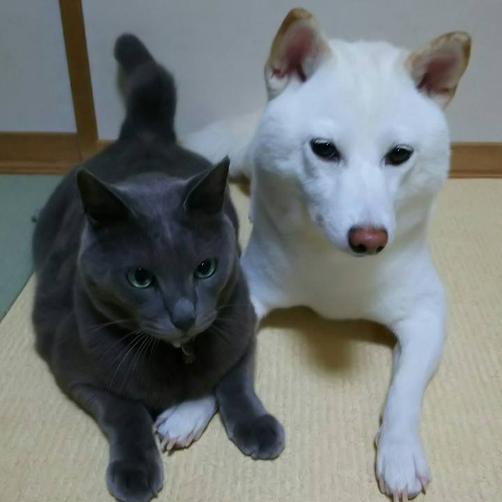 6b8e9cad 6c03 4e0b 906e 80de33573b75