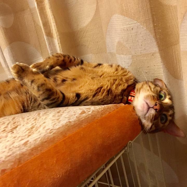 6b916eab e2ee 4bc0 b49f 8943336986c2