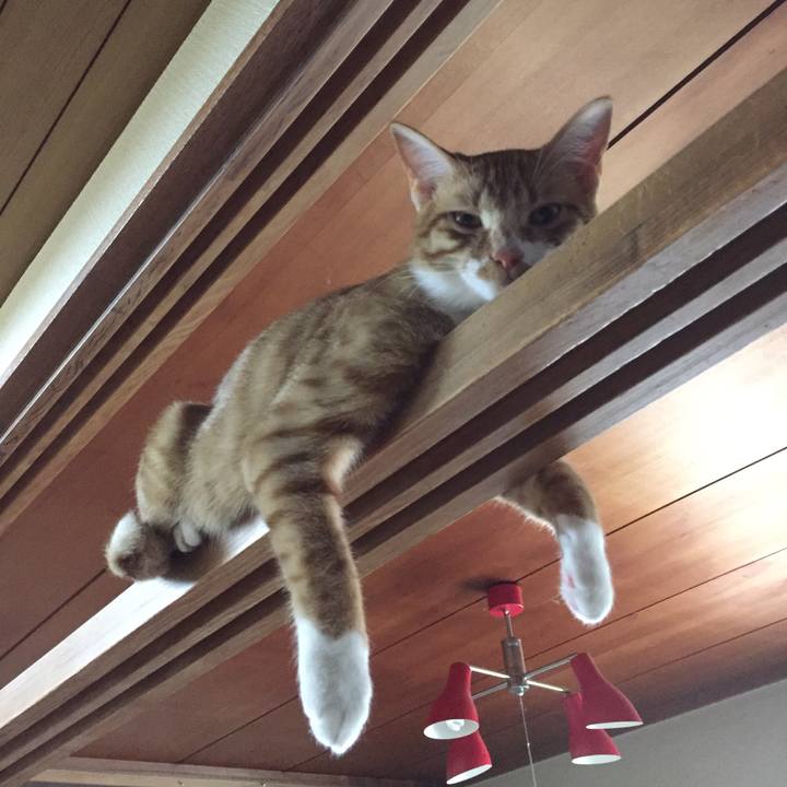 6b98c1d0 e4fa 4ac7 96e7 8039c0b5365f