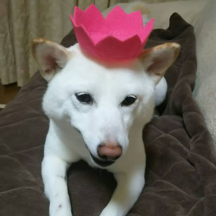 6ba4c4fd 39f0 4e4d a70c fc63f4124e99