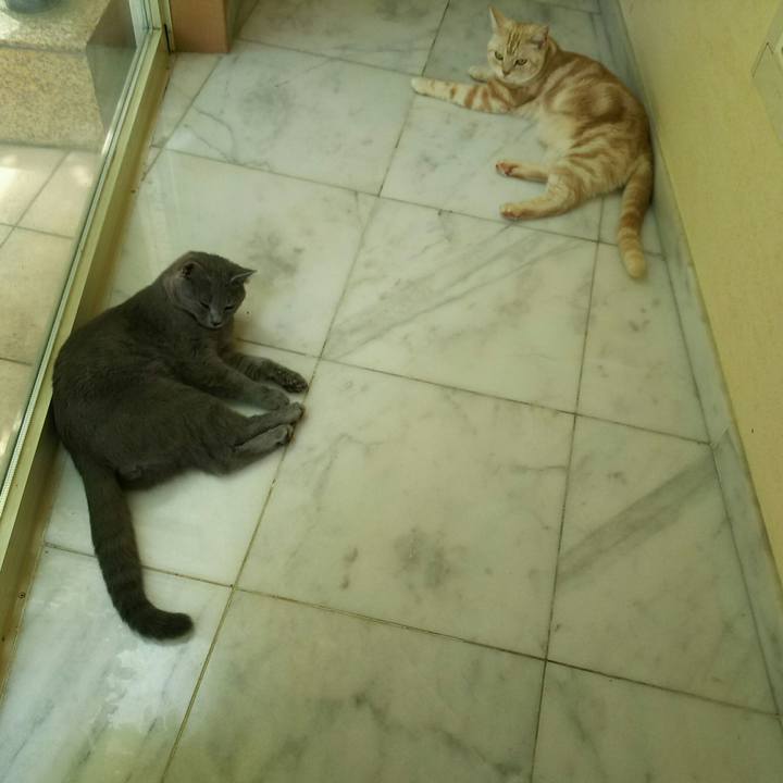 6ba9b019 b986 4ee7 8cf0 438f02ec9975