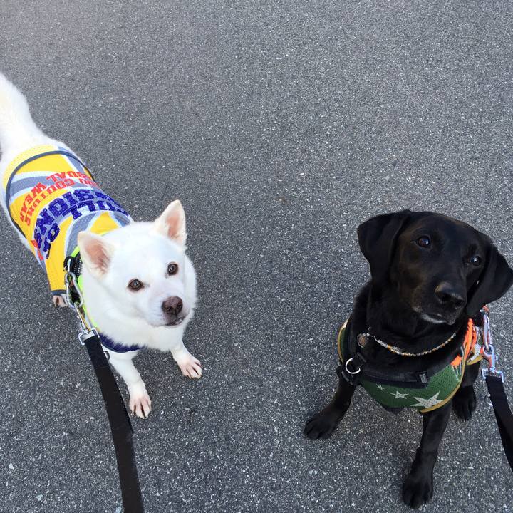 6bafda86 7368 45d1 b9a0 b3767475465b