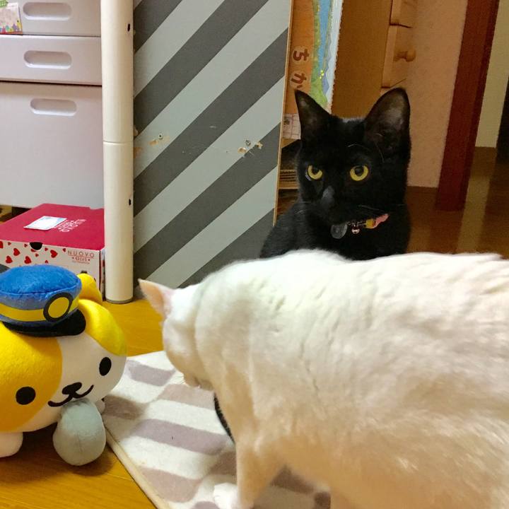 6bb384c8 763f 4736 acca 75c316e6d9a9