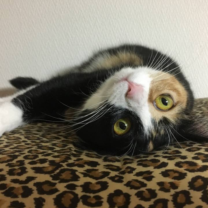 6bb3ee4b 1468 4d72 9486 09371e1775f0