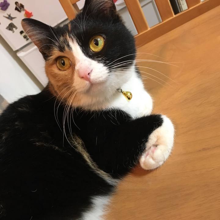 6bba0b0e 0944 4f09 bb8c 9a3208b7ef50