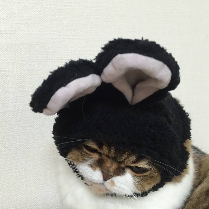 6bbccbd2 e483 40c9 ad01 487e27ded637