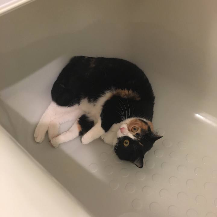 6bbe43a1 6395 4ec9 9dfa 5604593a5e55