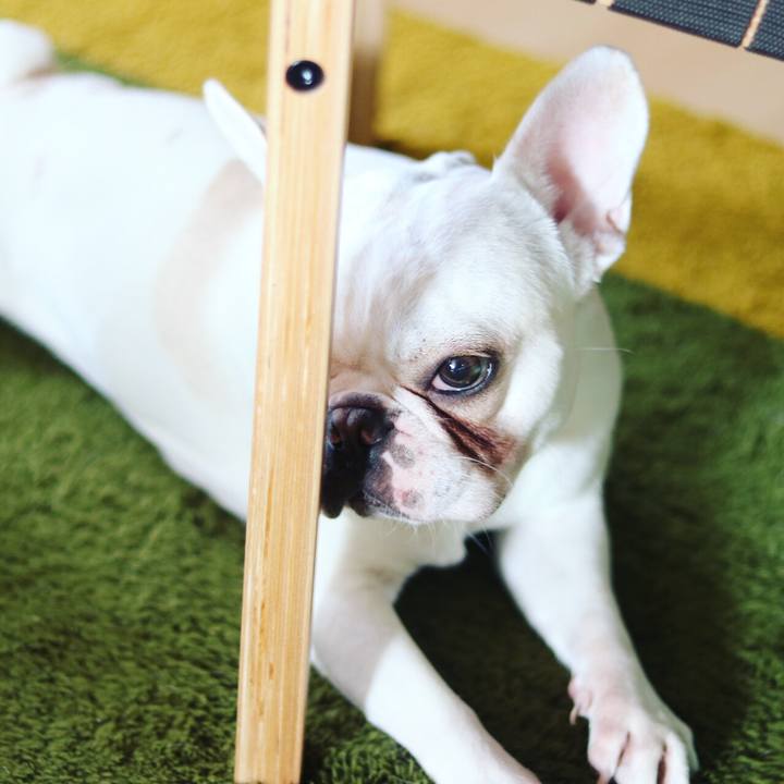 6bc336bf 4d73 4afa b056 276249b7561d