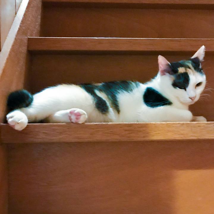 6bc7cd45 80bb 4900 954d fc46b489ba00