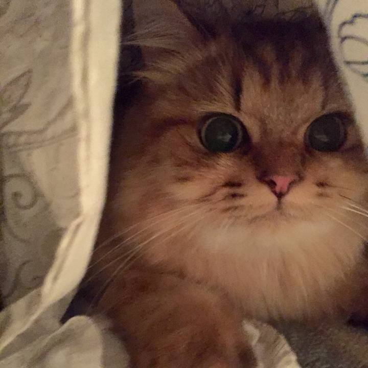 6bc90d4e 1f6b 4ed8 8a14 75ad604db808