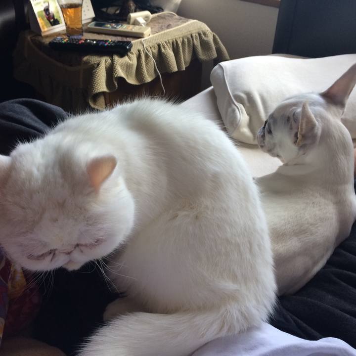 6bd659ab ab33 4385 9cd3 686d81ee5b5e