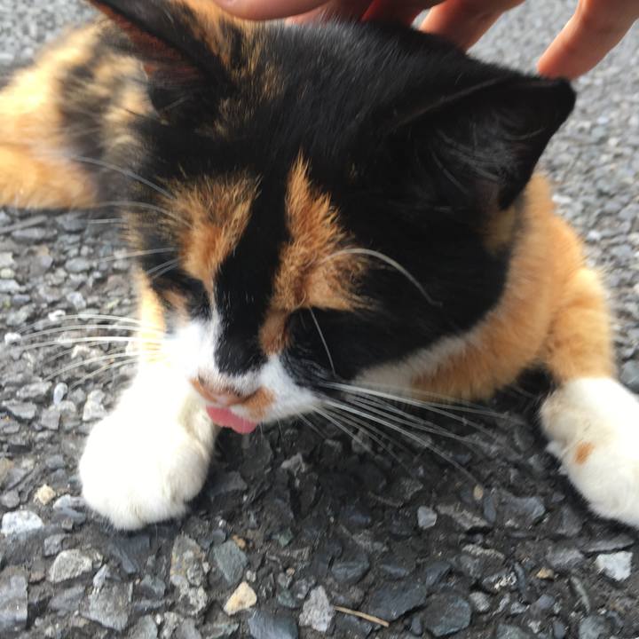 6bde20a4 6133 44cb bc05 fb0563a015de