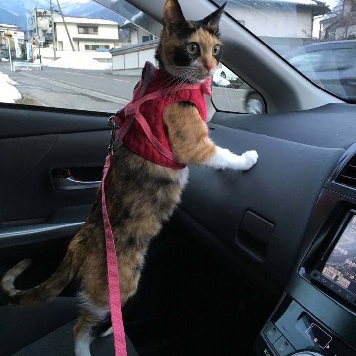 6be9dd8e 03ce 4fc1 b74c 0363bf29d98c