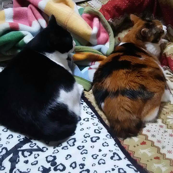 6bfbc05e 58dd 498f be36 3682f4f7ecc4