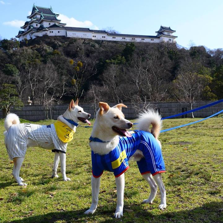 6bfea8bd a9c2 4993 a734 d961ad5eae5c