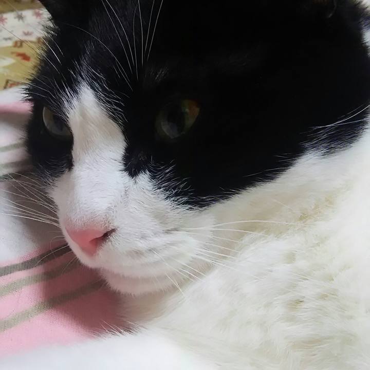 6c0c8720 c2dc 45ca 923e 6d1b2956688a