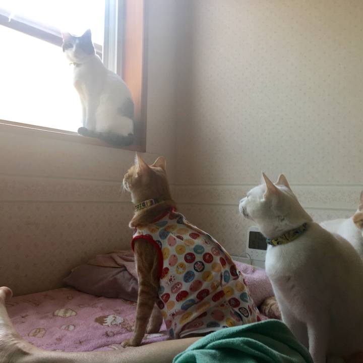 6c0cb48d 35f2 4321 8c6a 02caf5c7320b