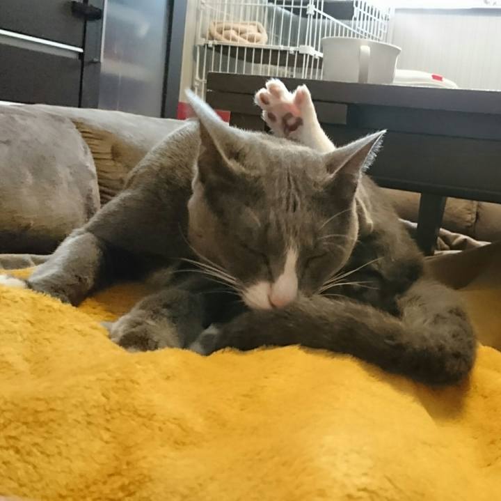 6c0e070d 6a20 47c5 800f ec2172bbd506