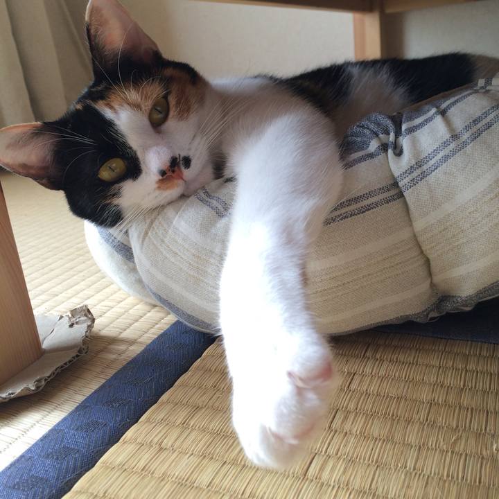 6c0e70f4 6e02 44a8 b010 93103a6a466d